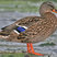 Mallard